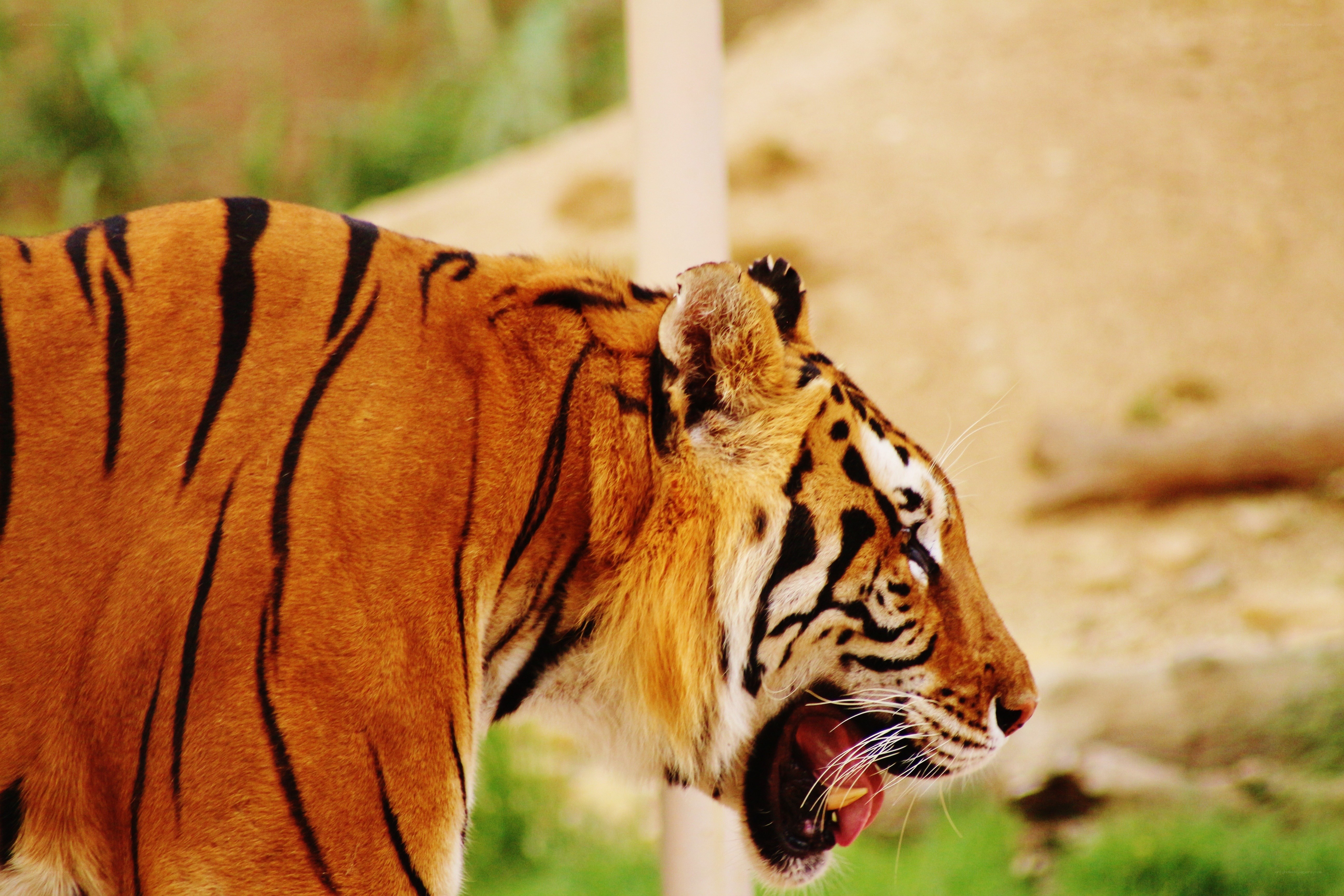 tiger roaring in profile