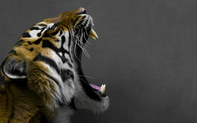 tiger roaring in profile