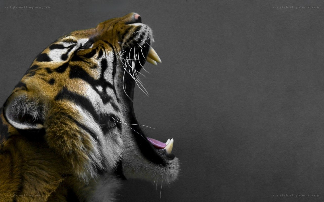 tiger roaring in profile
