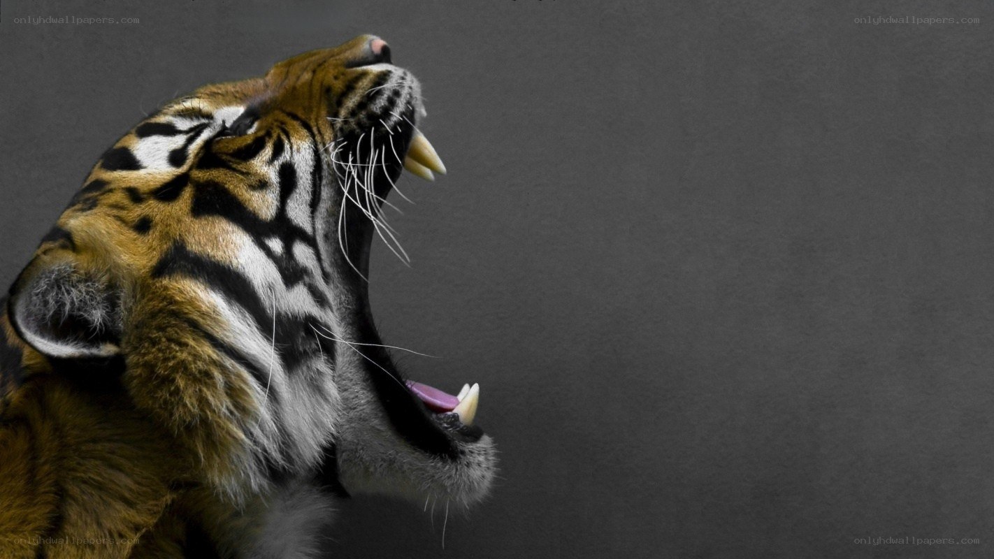 tiger roaring in profile