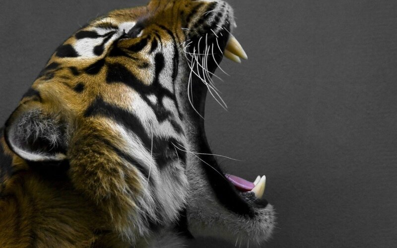 tiger roaring in profile