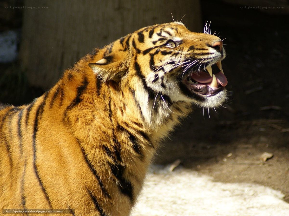 tiger roaring in sunlight