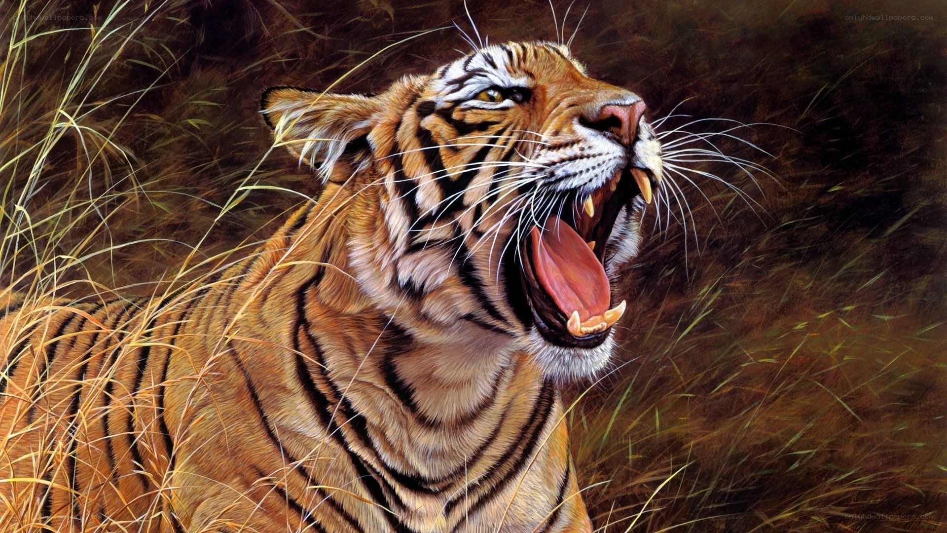 tiger roaring in tall grass