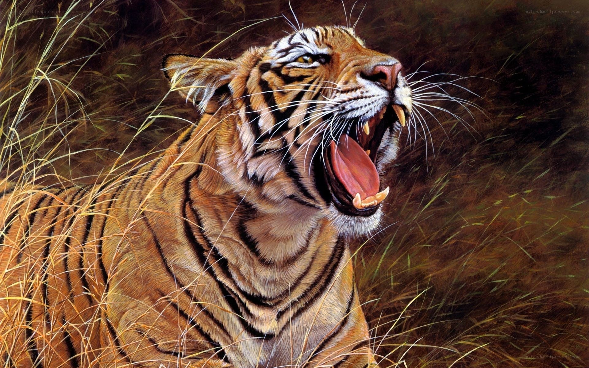 tiger roaring in tall grass