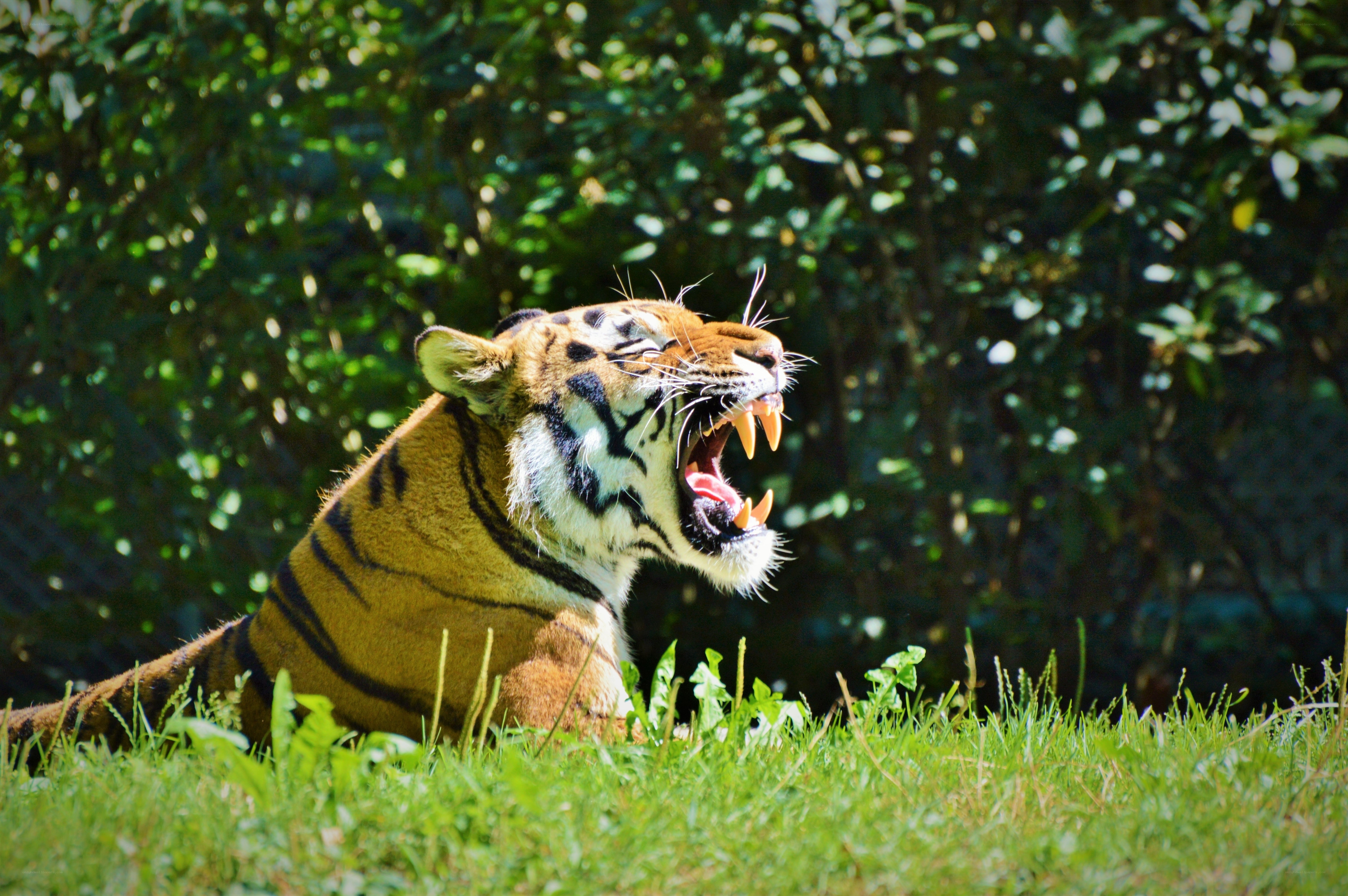 tiger roaring in the grass