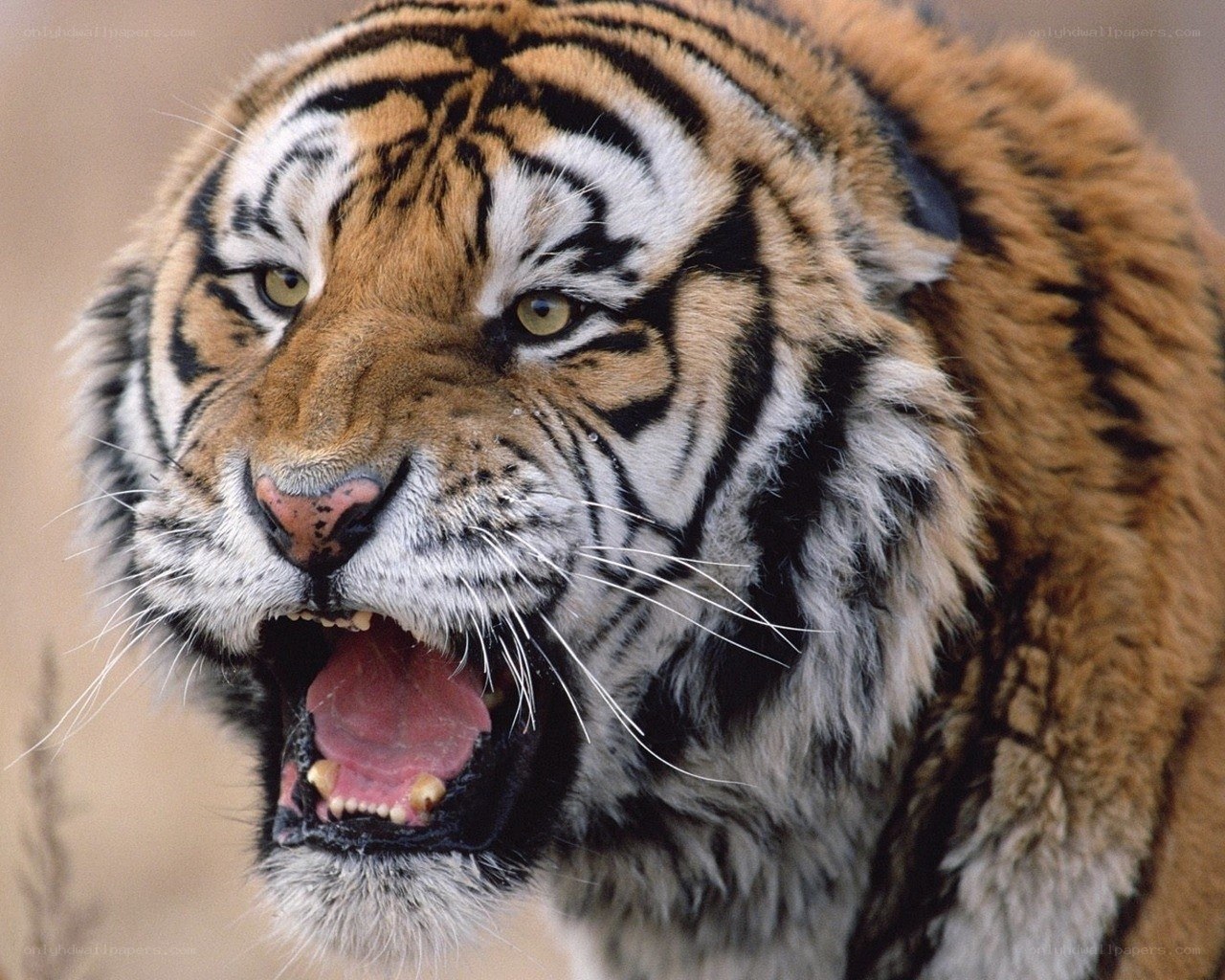 tiger roaring in the wild