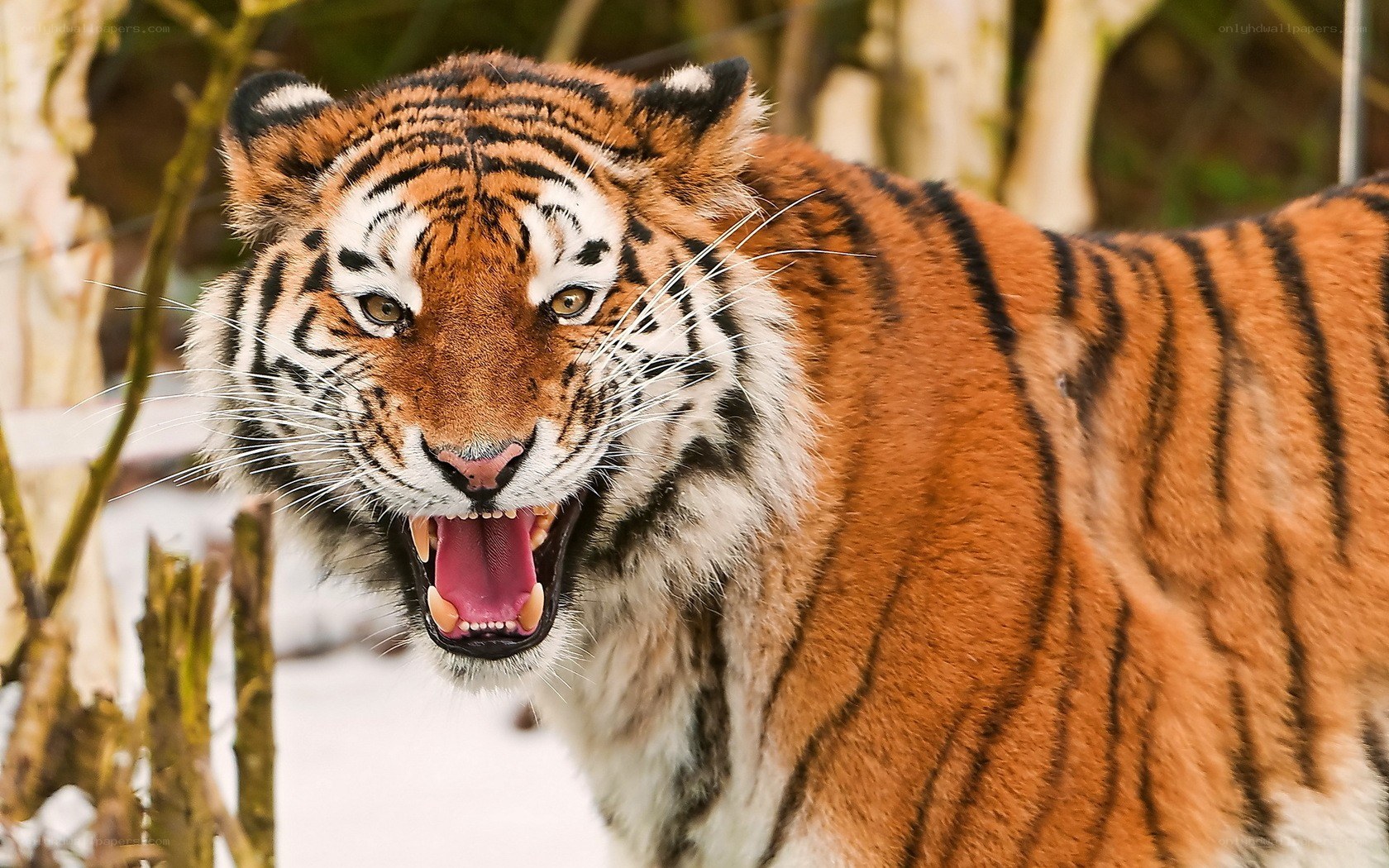 tiger roaring in the wild