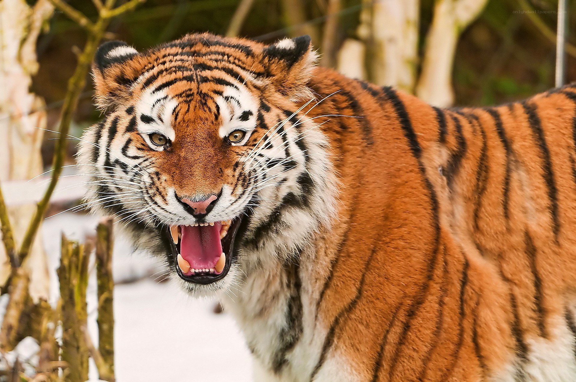 tiger roaring in the wild