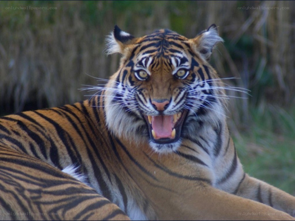 tiger roaring in the wild