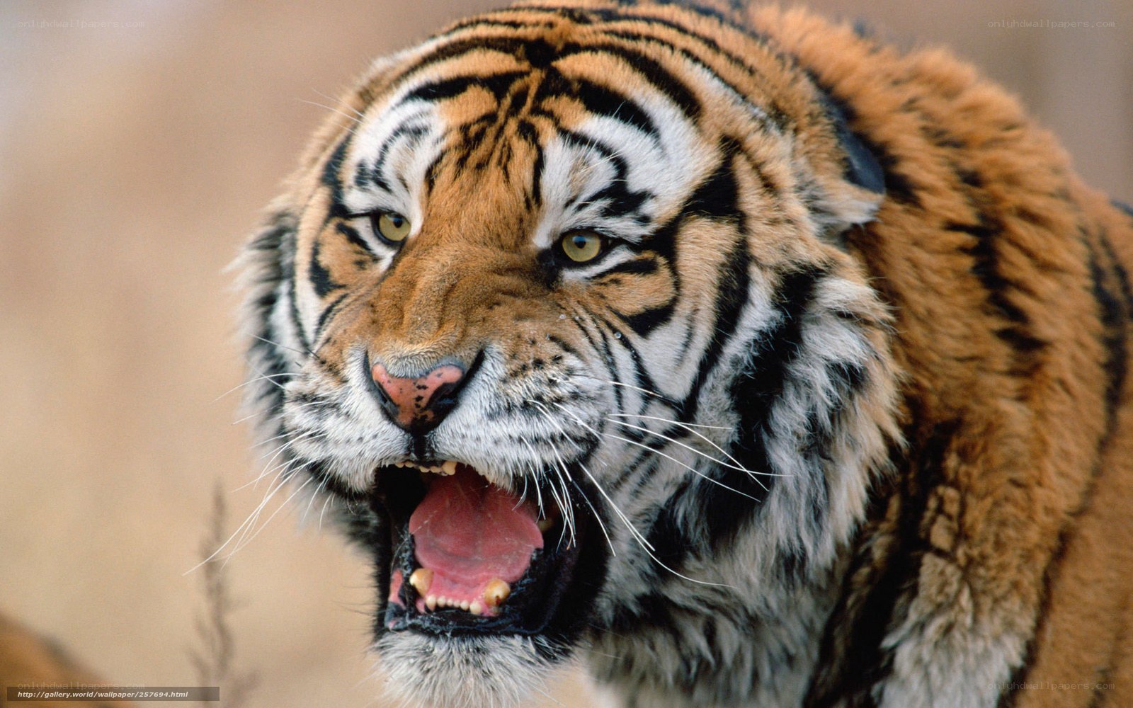 tiger roaring in the wild