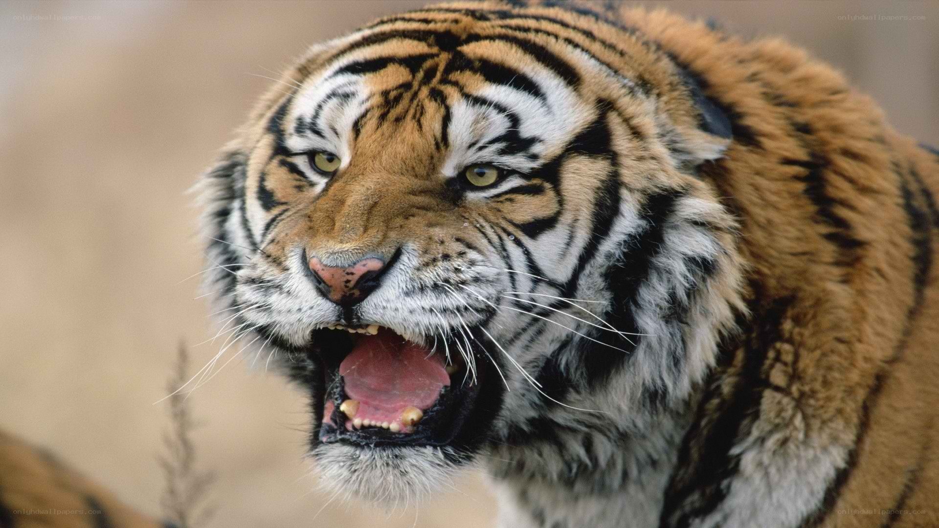 tiger roaring in the wild
