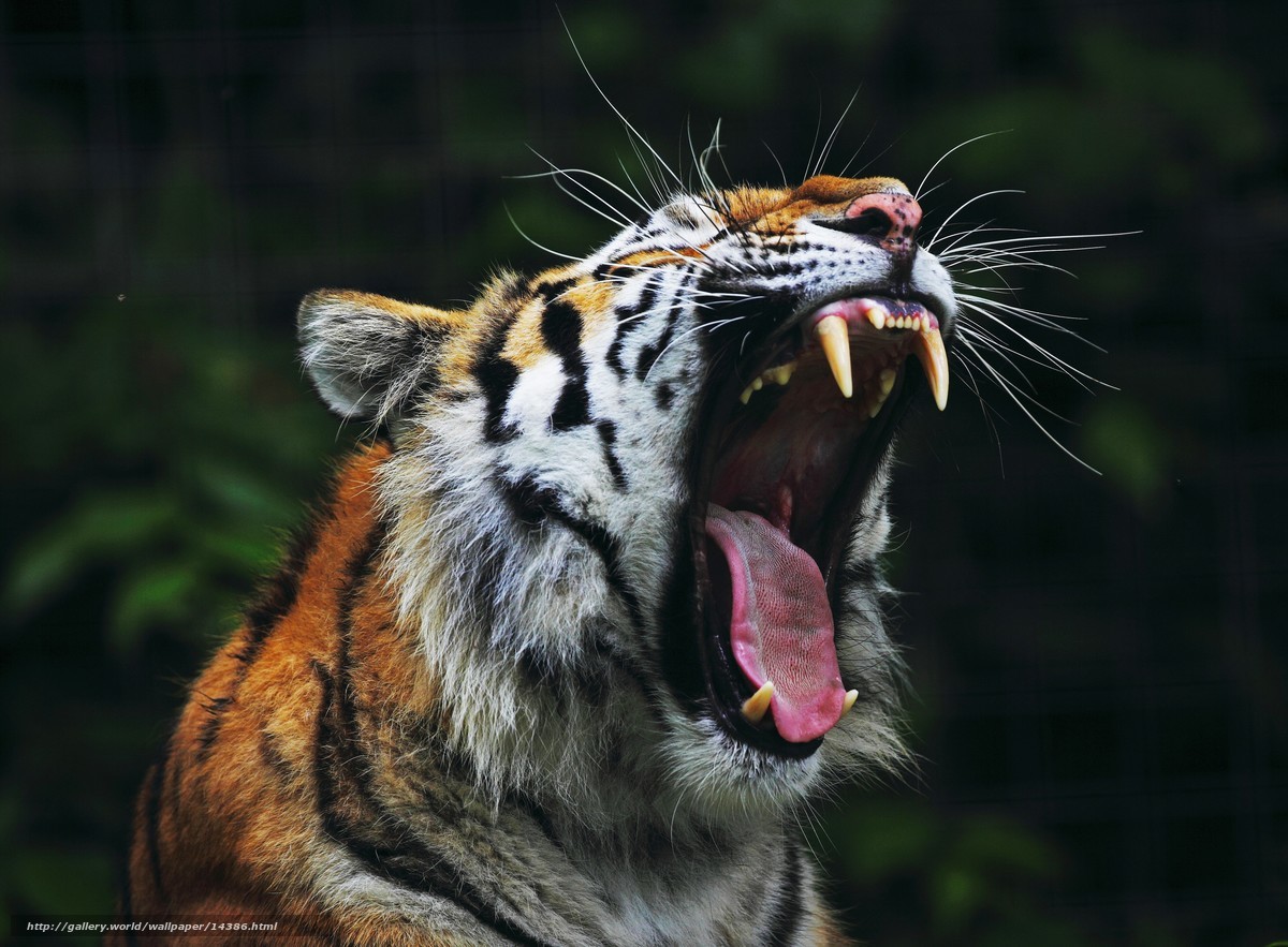 tiger roaring in the wild