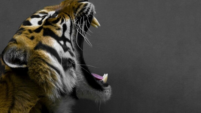 Tiger Roaring — Open Mouth