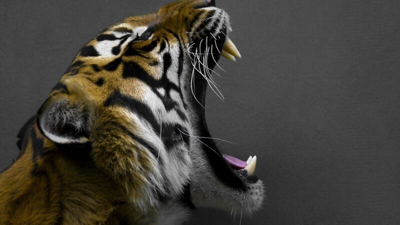 Tiger Roaring — Orange, Dramatic, Photograph, Open Mouth