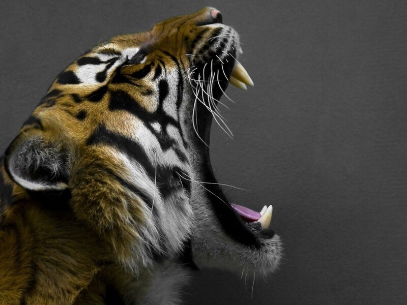 Tiger Roaring — Orange