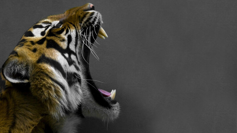 Tiger Roaring — Photograph