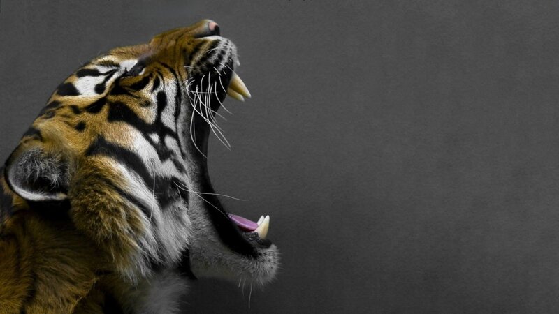 Tiger Roaring — Teeth