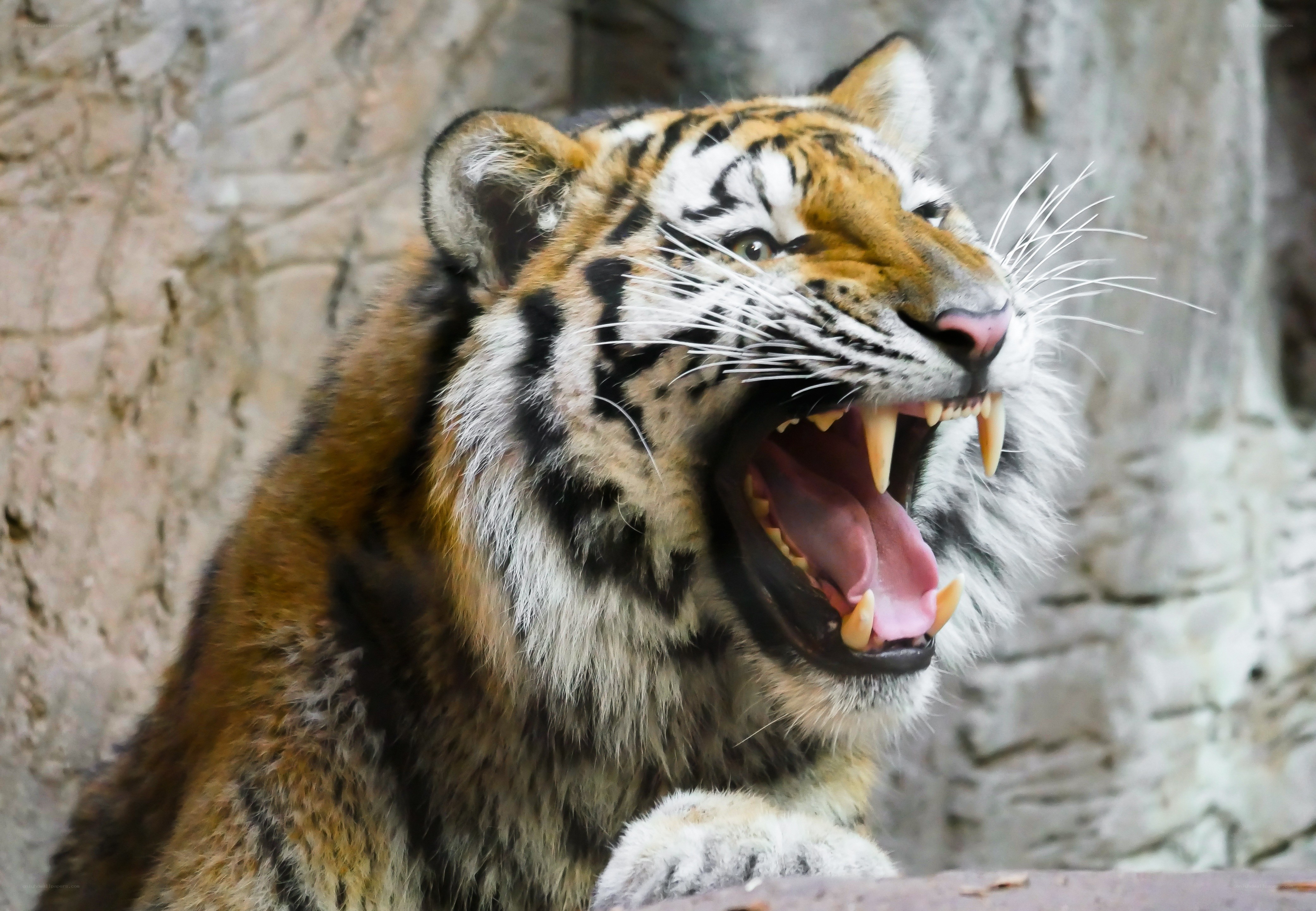 tiger roaring with open mouth