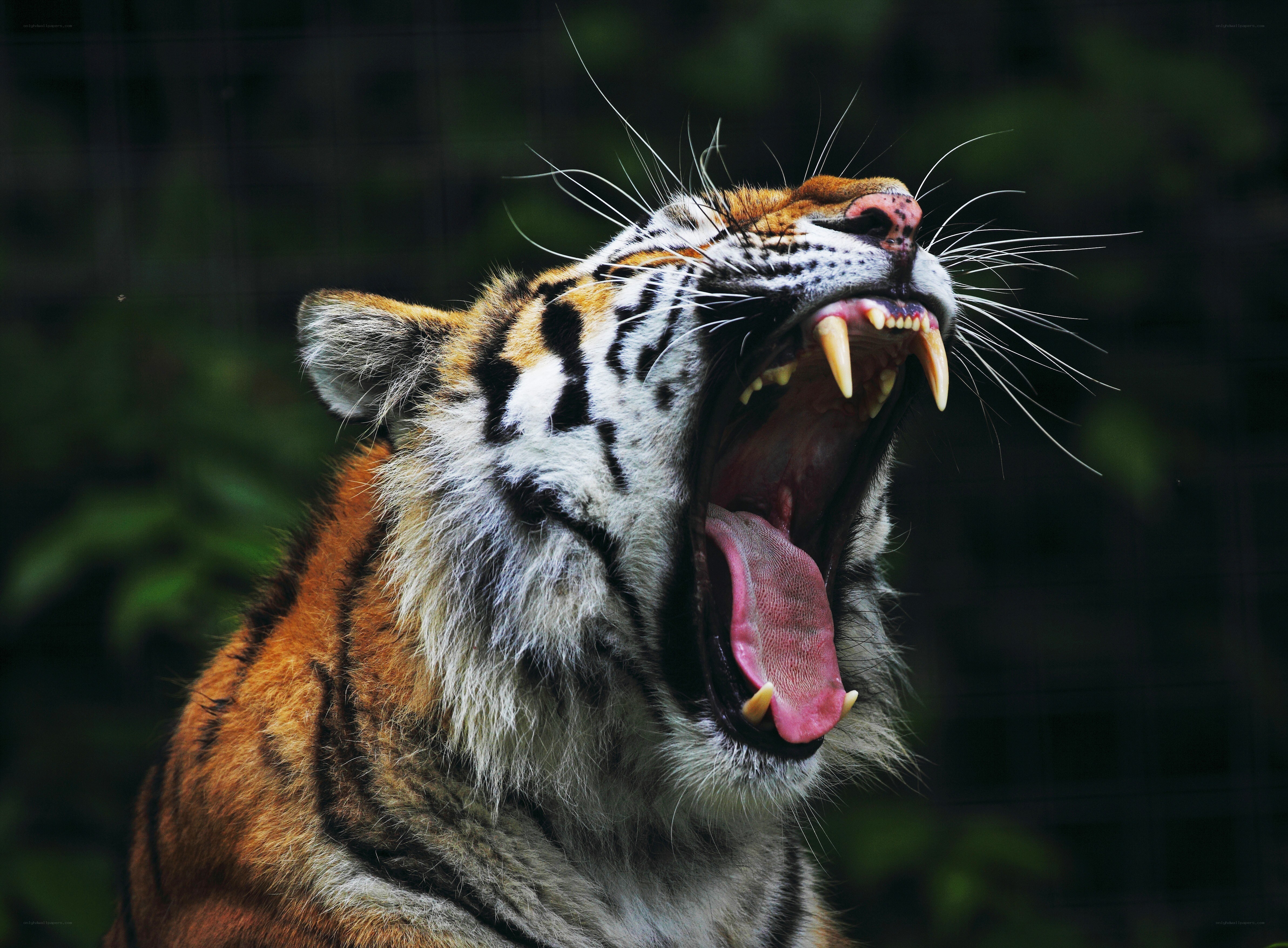 tiger roaring with open mouth