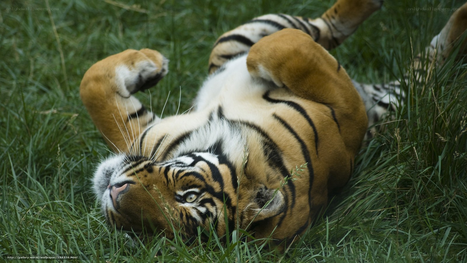 Tiger rolling in grass