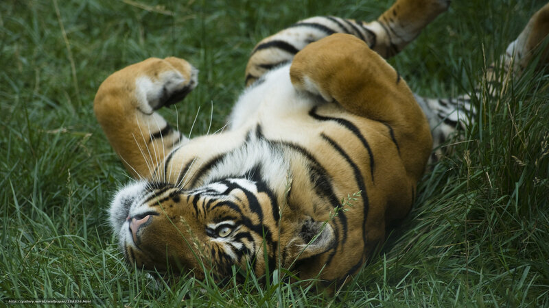 Tiger Rolling in Grass — Green