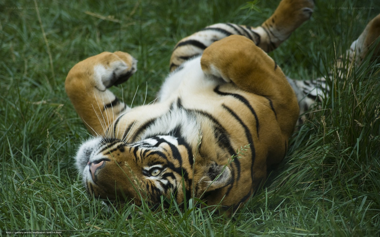 tiger rolling in grass