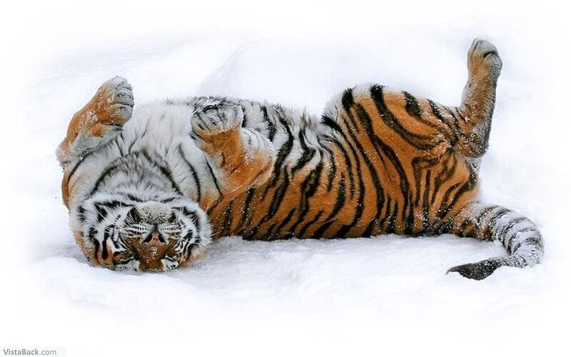Tiger Rolling in Snow