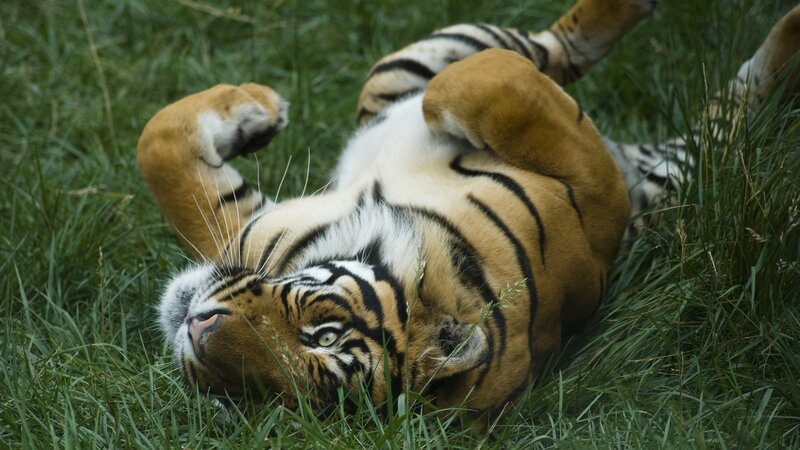 Tiger rolling in the grass