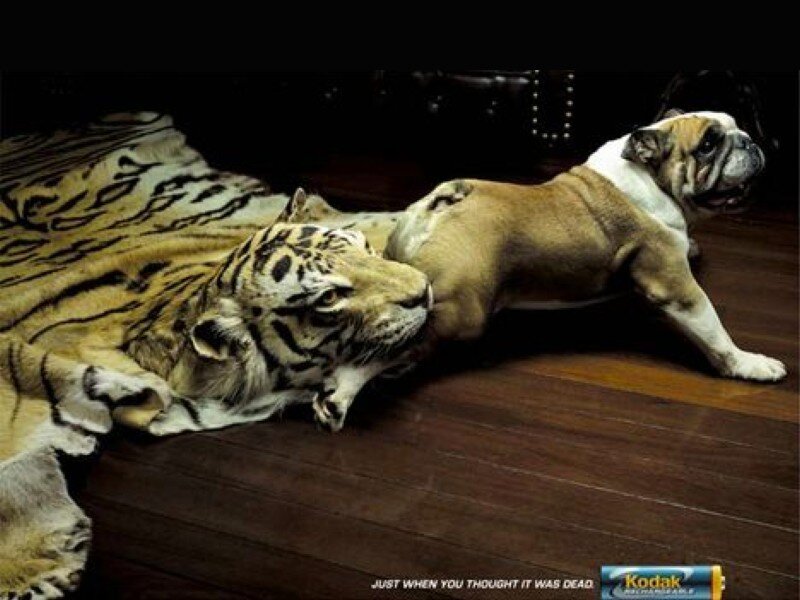 Tiger Rug and Bulldog