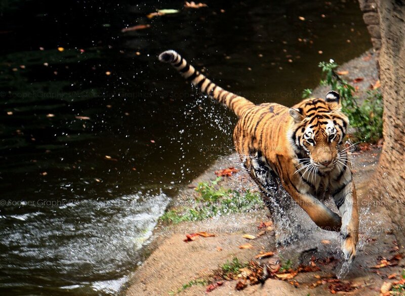 tiger running by water