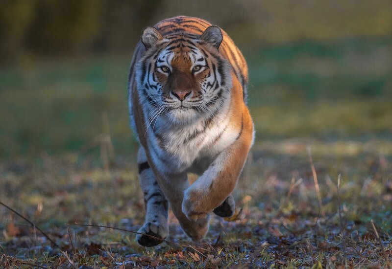 Tiger Running Forward