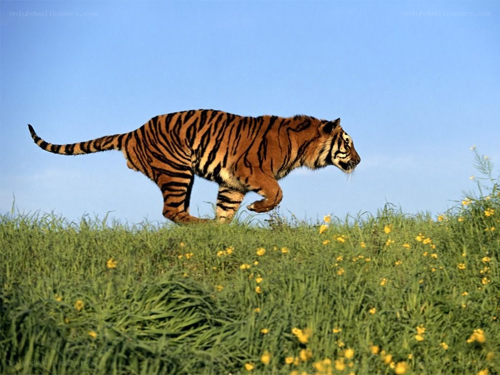 tiger running in a field