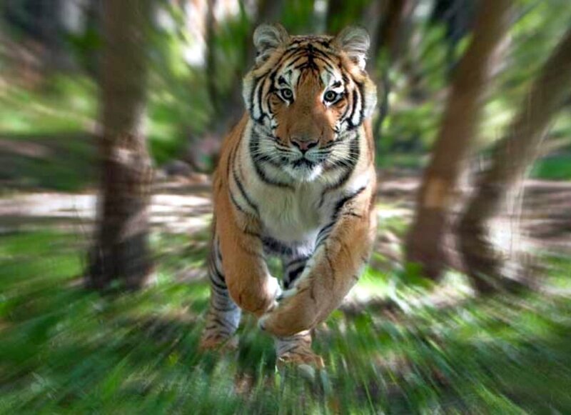 Tiger Running in Forest — Orange