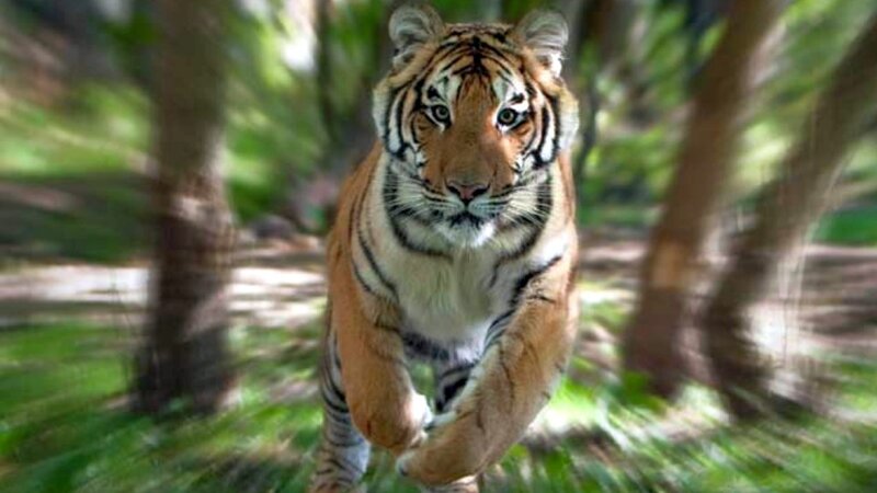 tiger running in forest