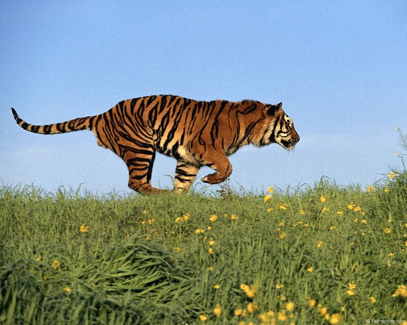 Tiger Running in Grass — Green