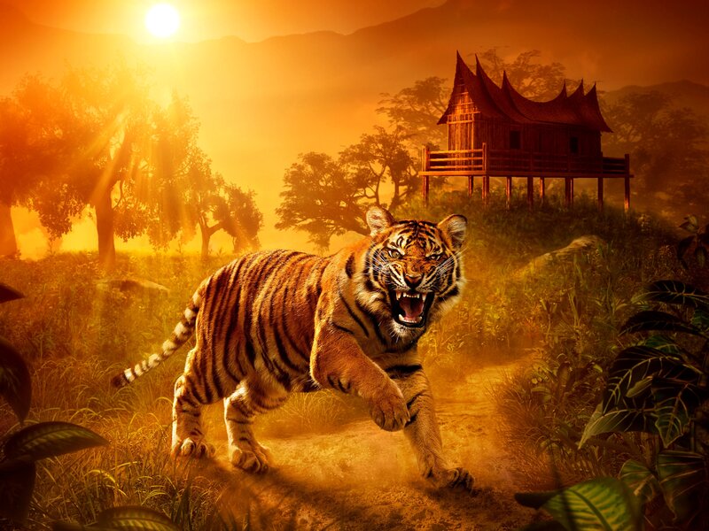 Tiger Running in Jungle — Orange