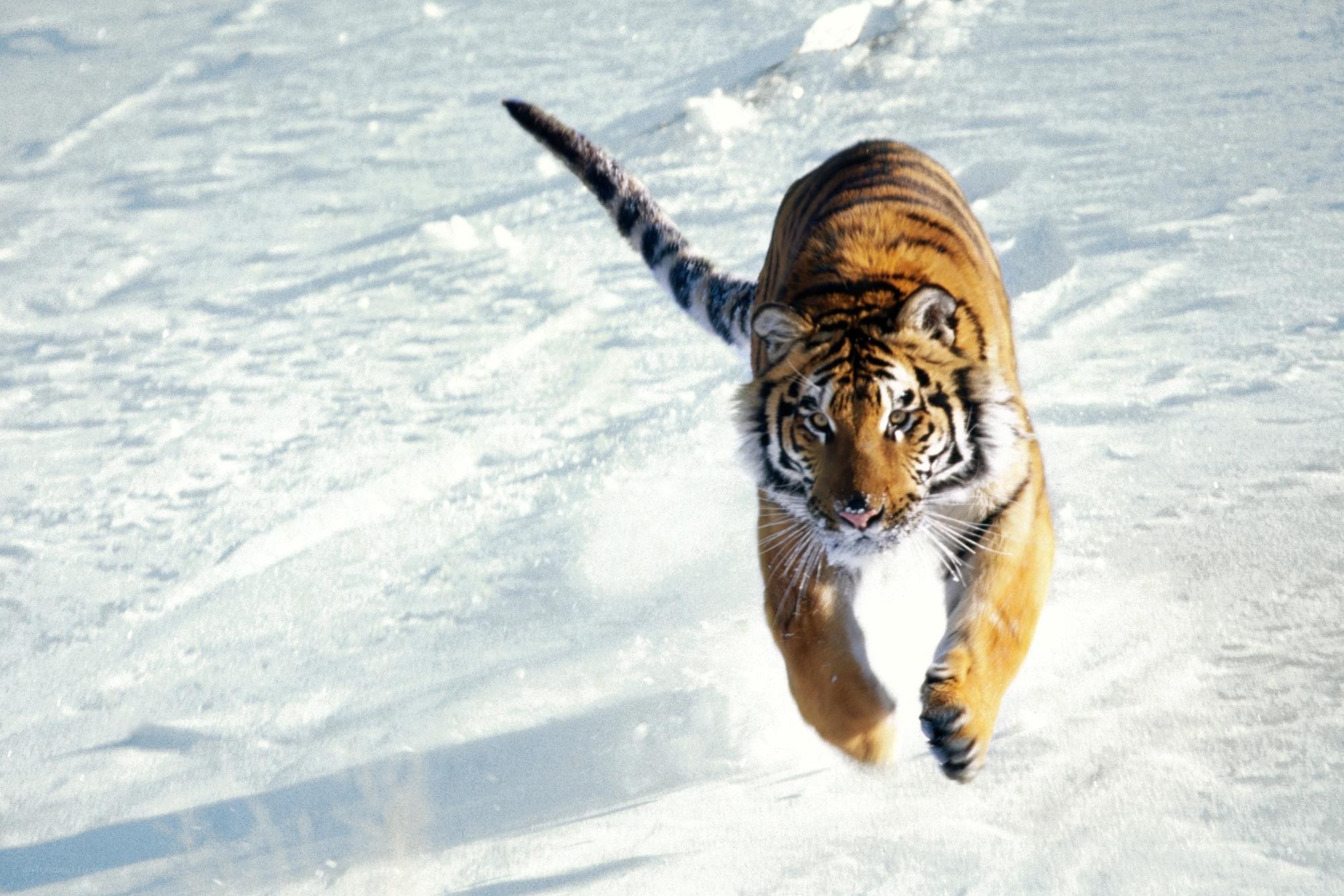 tiger running in snow