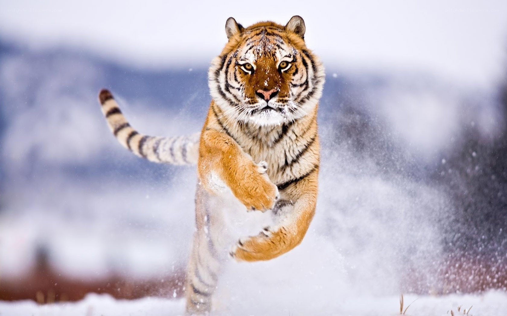tiger running in snow