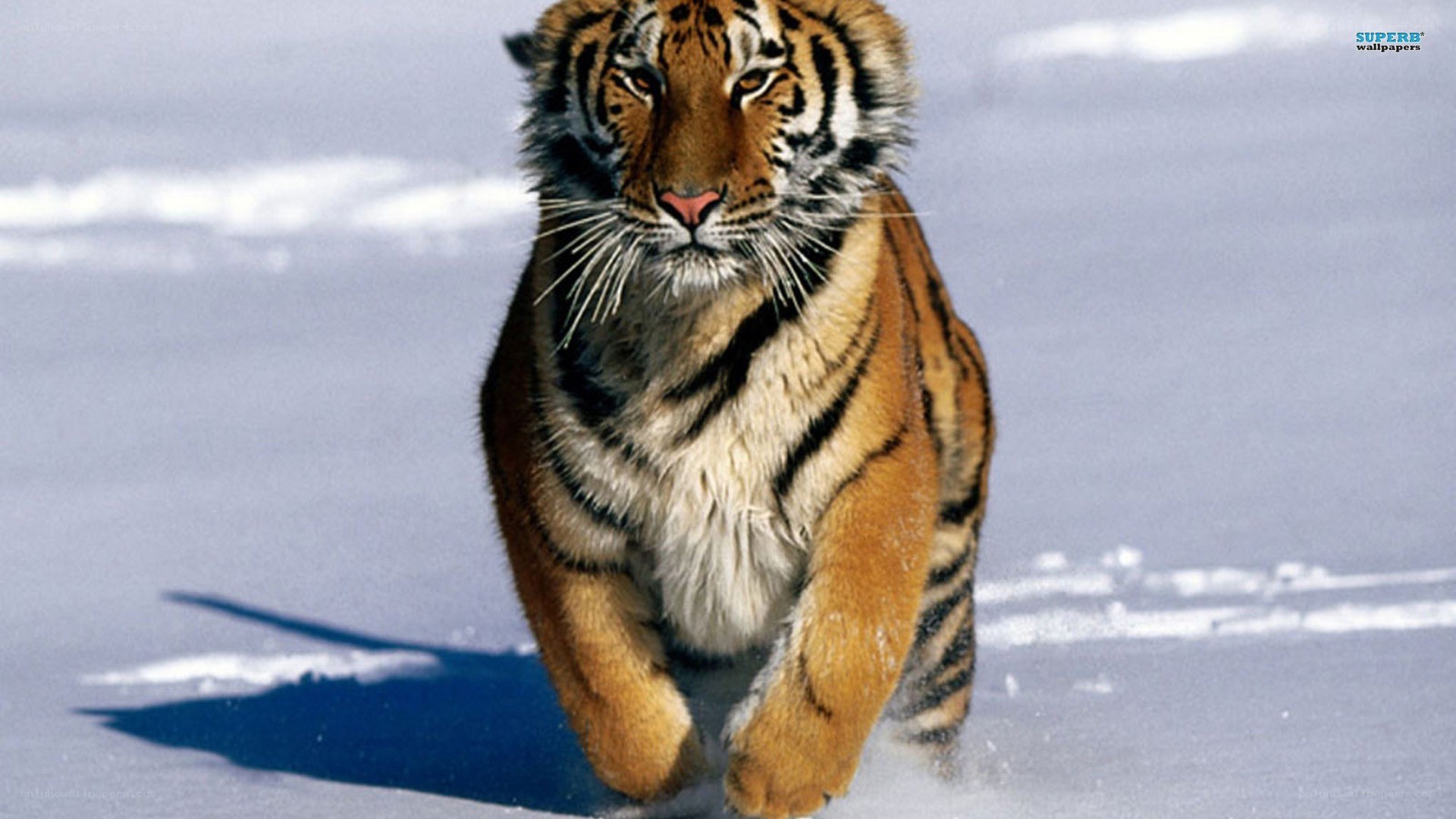 tiger running in snow