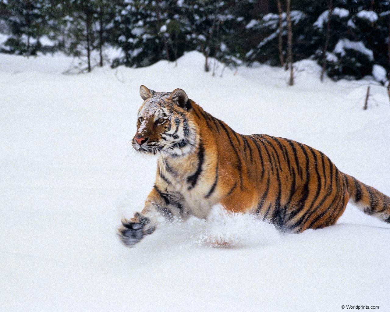 tiger running in snow