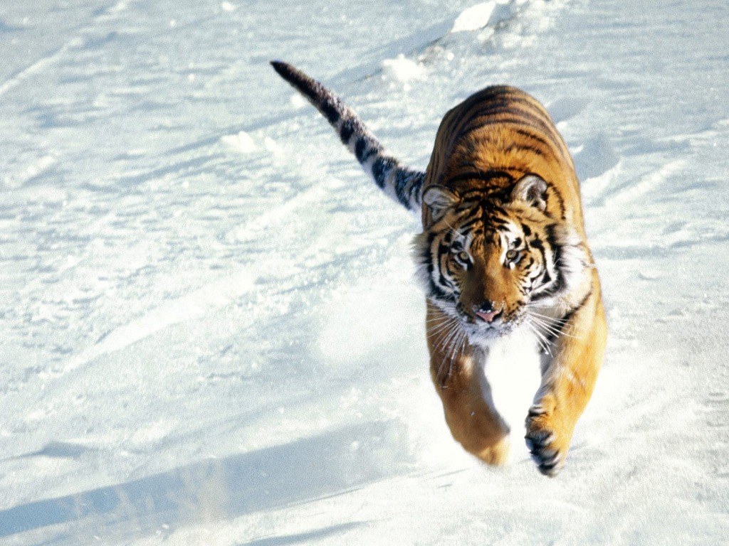 tiger running in snow