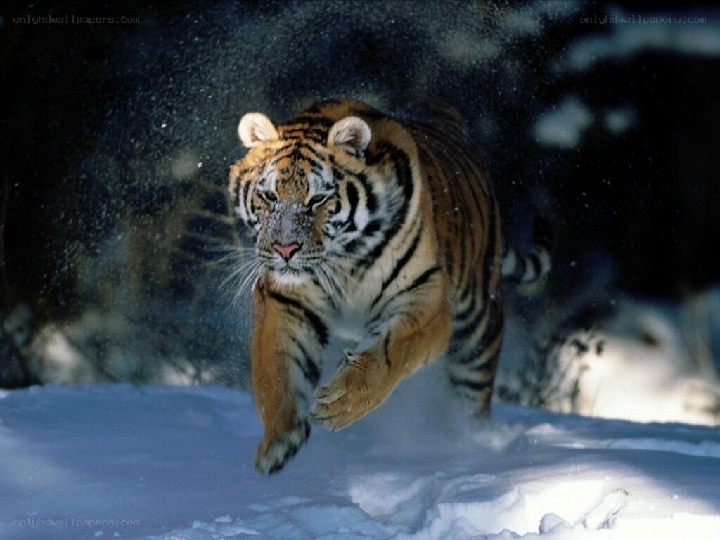 tiger running in snow