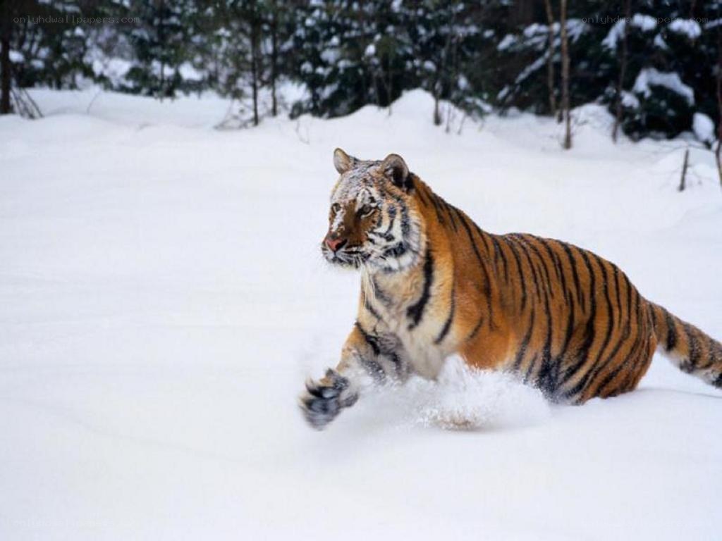 tiger running in snow