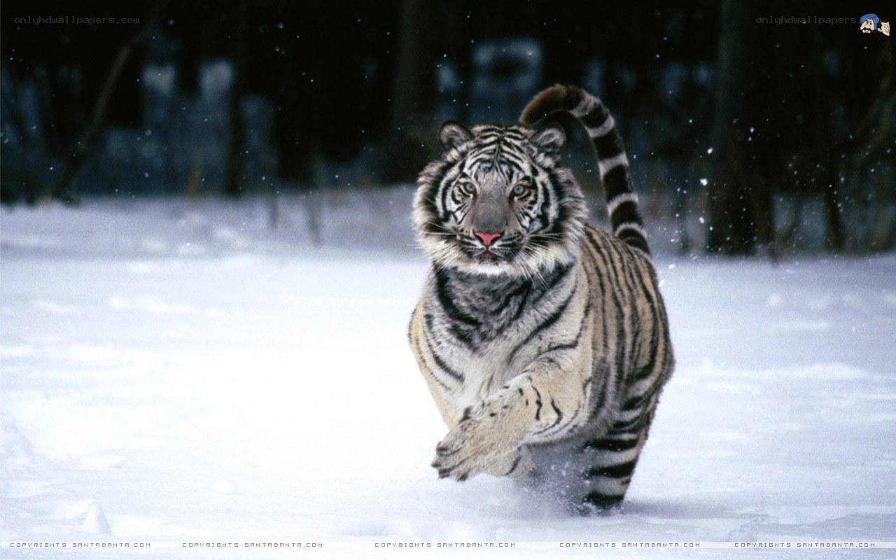 tiger running in snow