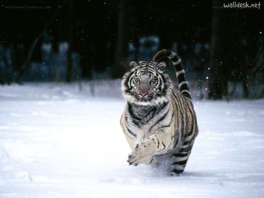 tiger running in snow