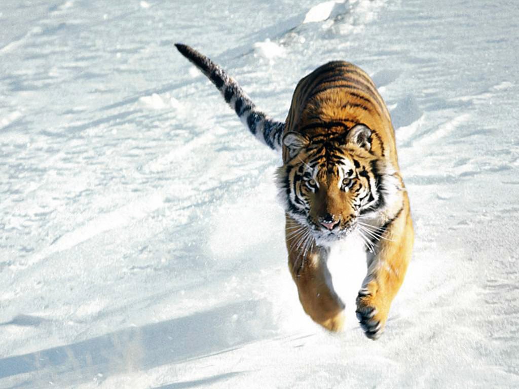 tiger running in snow