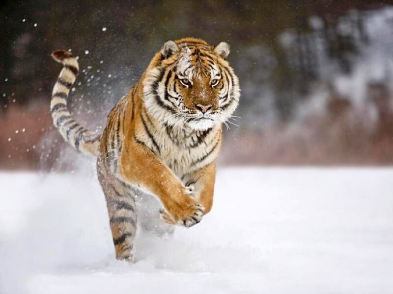 tiger running in snow