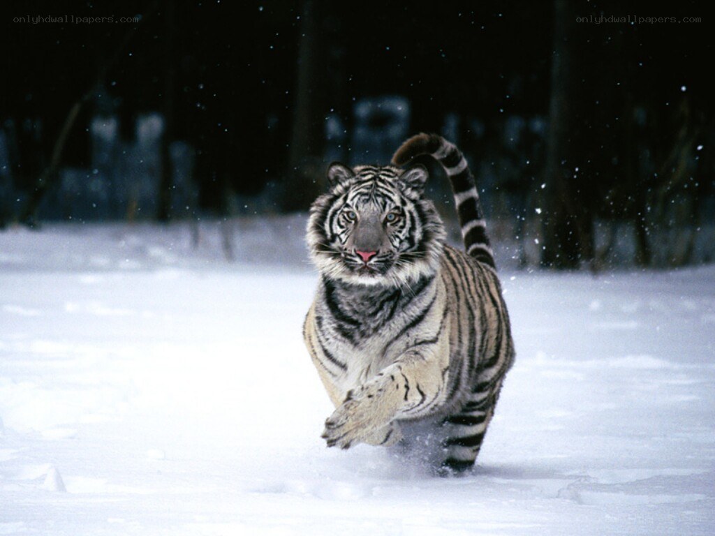 tiger running in snow
