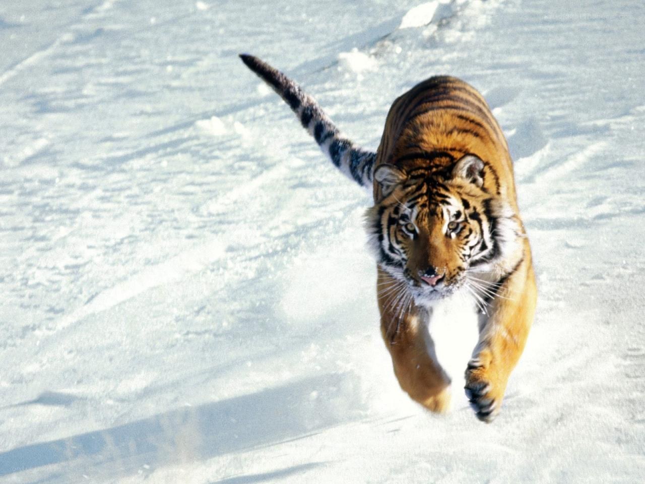 tiger running in snow