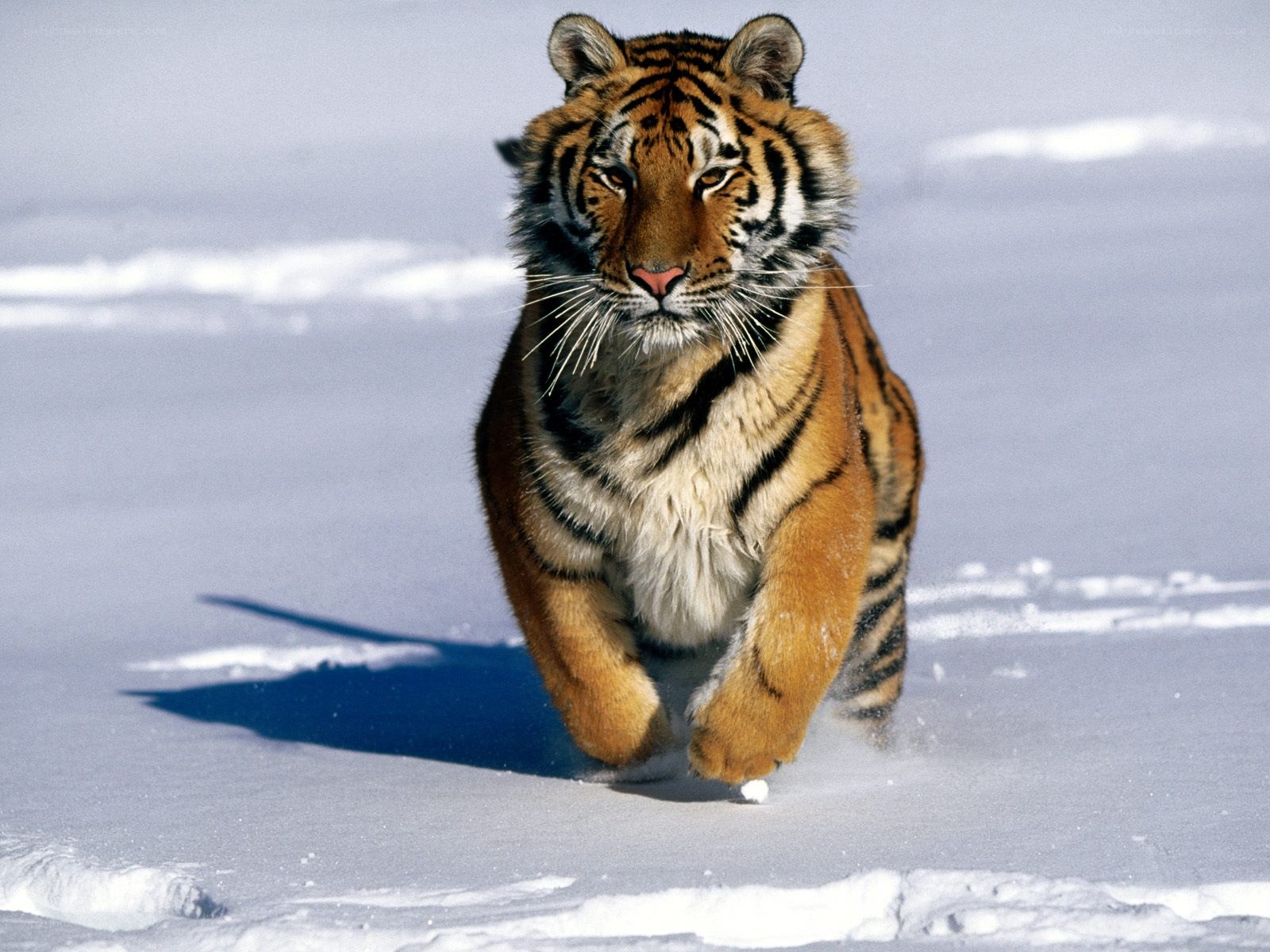 tiger running in snow